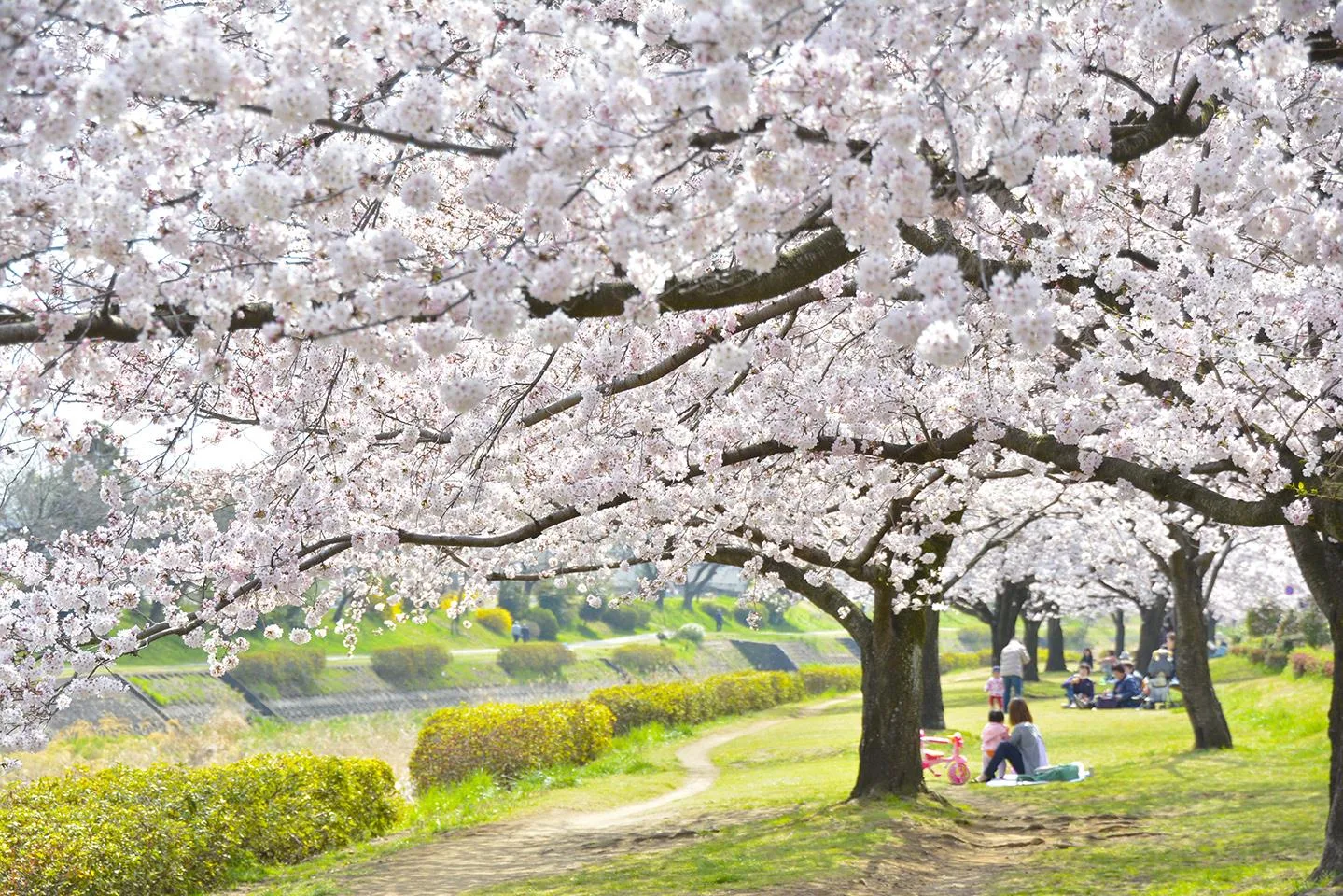浅川沿いに咲く満開の桜と川辺を歩く人々