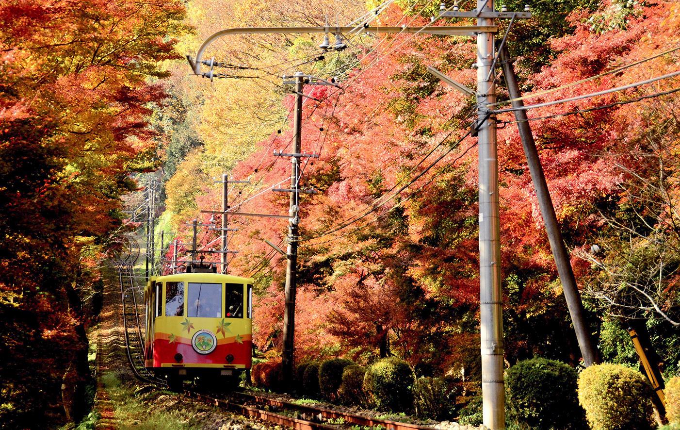 紅葉に染まった秋の高尾山の斜面