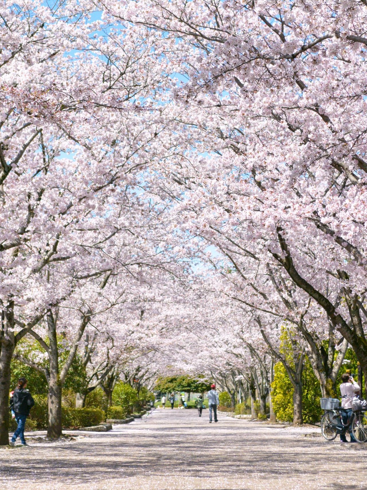 陵南公園　桜のトンネルの風景